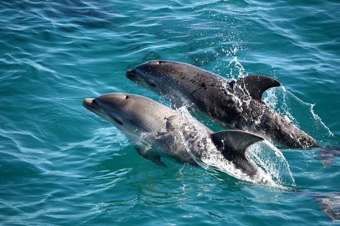 1.5hour Scenic and Wildlife luxury cruise - What this 1.5-hour cruise is really like