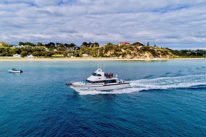 1.5hour Scenic and Wildlife luxury cruise - Looking for Australian Fur Seals