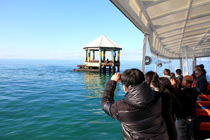1.5hour Scenic and Wildlife luxury cruise - The dolphin question: what you should expect