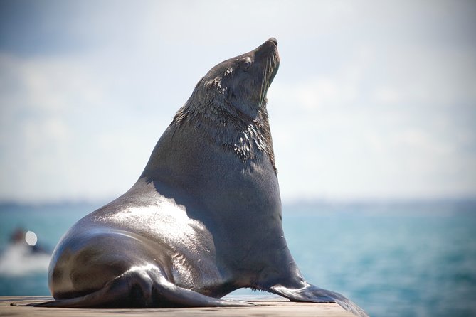 1.5hour Scenic and Wildlife luxury cruise - Is the luxury label fair?