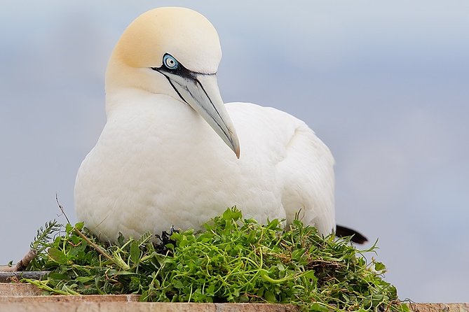 1.5hour Scenic and Wildlife luxury cruise - Price and value at $53.79 per person