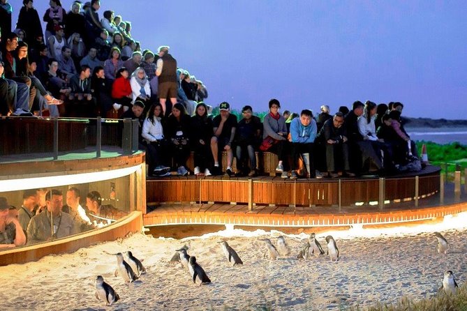1 Day Exclusively Private Tour Of Phillip Island & The Penguin Parade - Why the Penguin Parade makes the late finish worthwhile