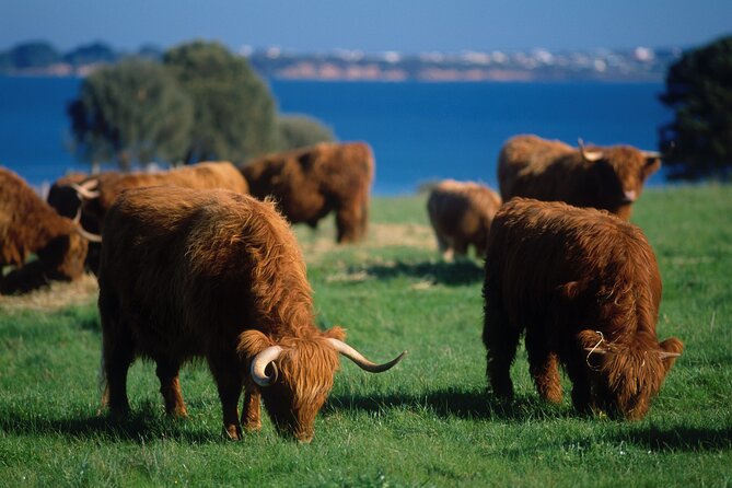 1 Day Exclusively Private Tour Of Phillip Island & The Penguin Parade - Wineries and A Maze’N Things