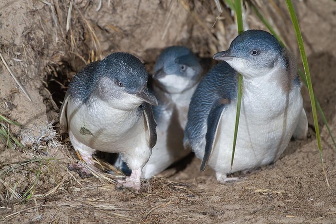 1 Day Exclusively Private Tour Of Phillip Island & The Penguin Parade - The wildlife stops: koalas first, then the parade
