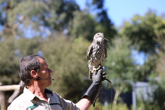 1 day Puffing Billy Steam Train and Wildlife Tour from Melbourne - Healesville Sanctuary: Australia’s wildlife close up