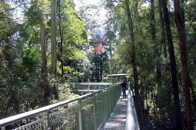 12 Apostles and Otway Fly Zipline Day Trip from Melbourne - Port Campbell and your first ocean view