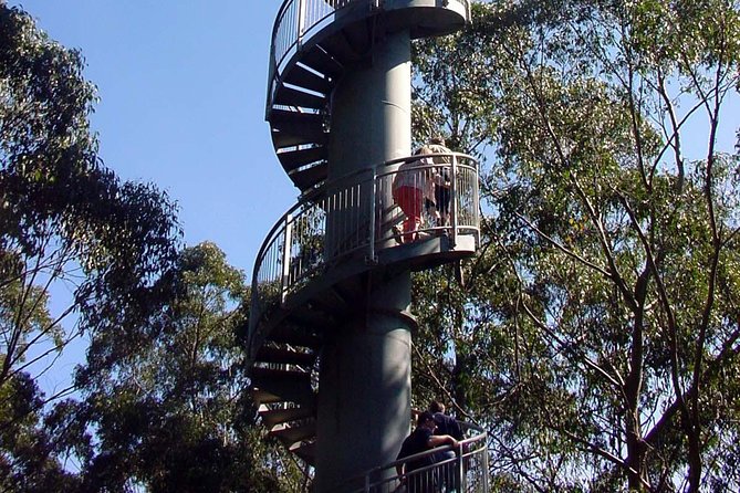 12 Apostles and Otway Fly Zipline Day Trip from Melbourne - Three hours above the Otway rainforest