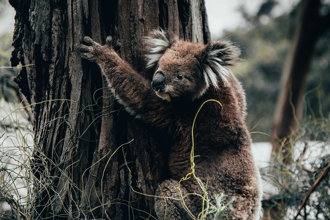 12 Apostles, Otways & Great Ocean Road Day Tour - Small Group - The key points at a glance