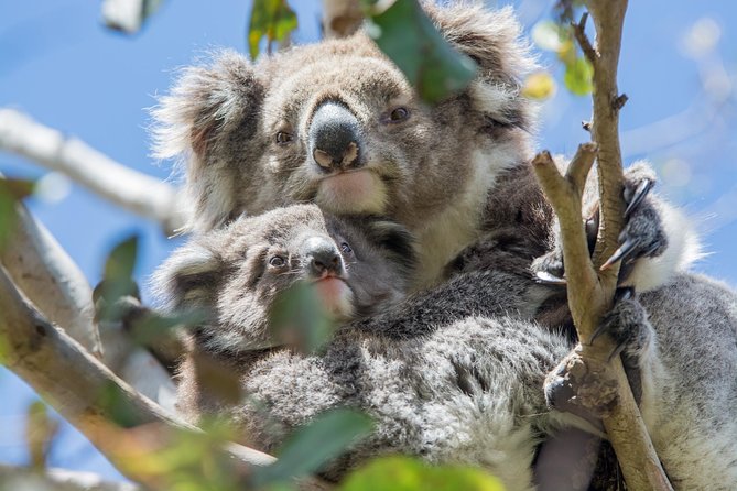 2-Day Great Ocean Road and Grampians Tour Roundtrip from Melbourne - Boroka Lookout and the Big Views