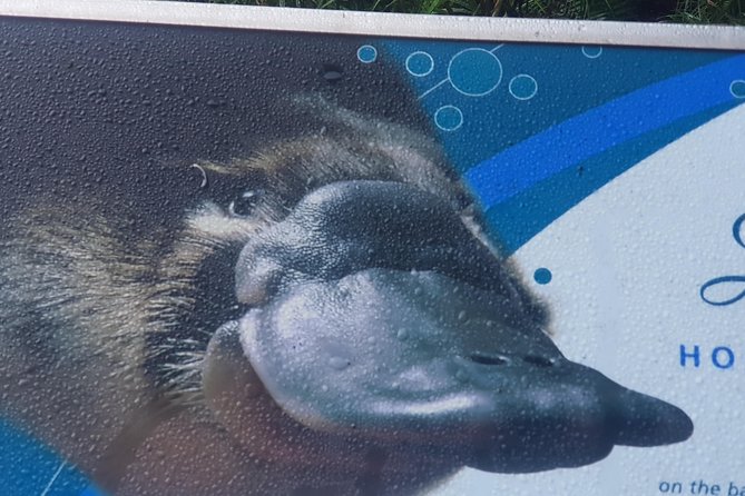 2 Day Great Ocean Road Tour and Platypus paddle - Day one begins before the coast gets busy