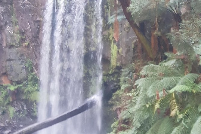 2 Day Great Ocean Road Tour and Platypus paddle - An evening in Forrest, with costs to plan for