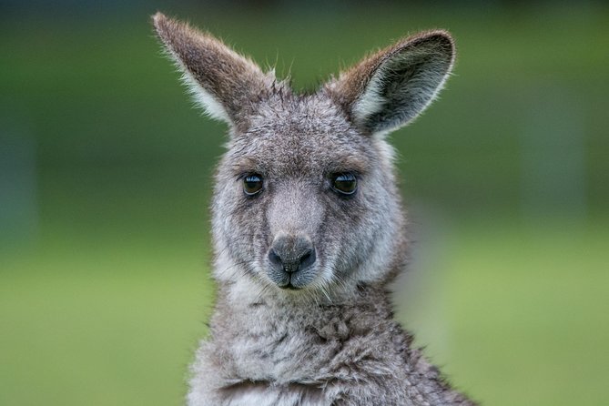 2-Day Melbourne to Adelaide Tour via Great Ocean Road Grampians - Otway rainforest brings a change of scenery