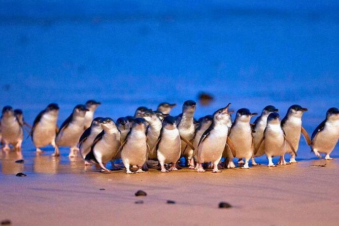 3 Day Combo: Great Ocean Road, Penguin Parade and FREE City Tour - Day 1: Torquay to the Twelve Apostles