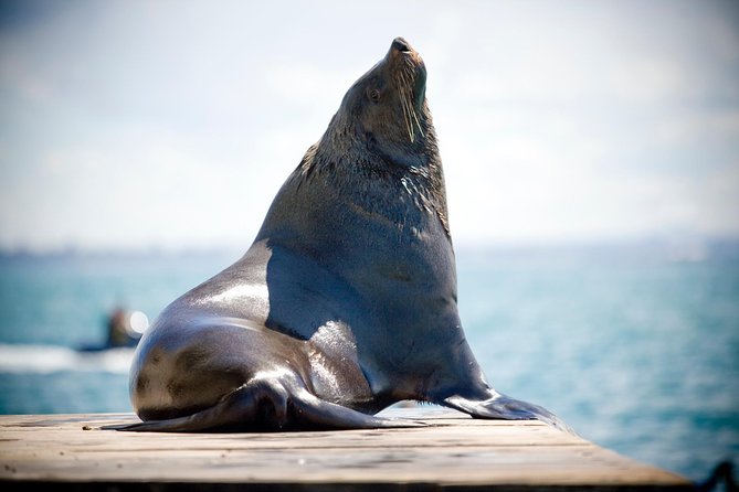 3-Hour Dolphin and Seal Sightseeing Cruise, operated with swim tour passengers - Starting from Sorrento and meeting the bay
