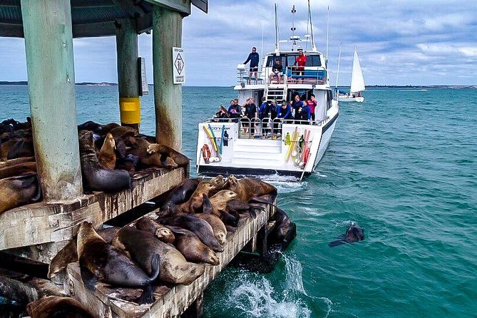3-Hour Dolphin and Seal Sightseeing Cruise, operated with swim tour passengers - Sharing the boat with the swim tour