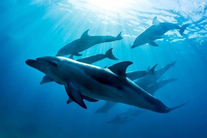 3 hour Dolphin and Seal Swim (NOV-APR) - Key things to know before you book