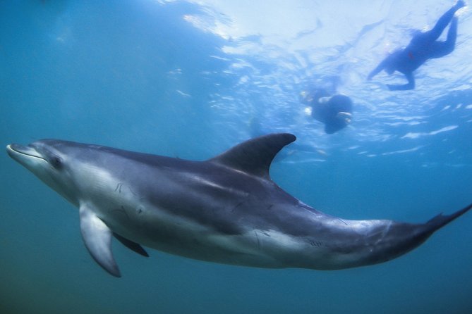3 hour Dolphin and Seal Swim (NOV-APR) - From Sorrento Pier to the Moonraker