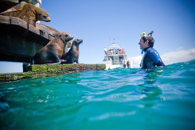 3 hour Dolphin and Seal Swim (NOV-APR) - Lunch and a useful break aboard