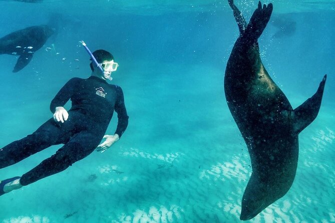 3 hour Dolphin and Seal Swim (NOV-APR) - Searching for Port Phillip Bay dolphins