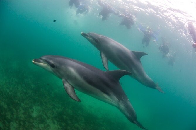 3 hour Dolphin and Seal Swim (NOV-APR) - Why the dolphin guarantee needs careful reading