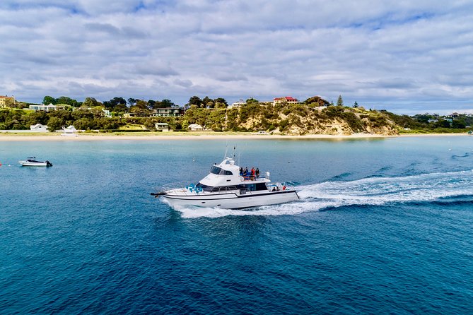 3 hour Dolphin and Seal Swim (NOV-APR) - A realistic look at the $150.62 price