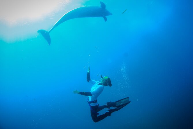 3 hour Dolphin and Seal Swim (NOV-APR) - Who will enjoy Moonraker most