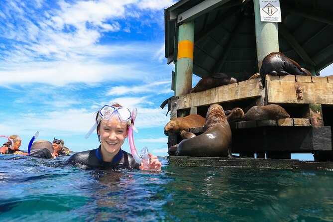 3 hour Dolphin and Seal Swim (NOV-APR) - The seal swim at Chinaman’s Hat