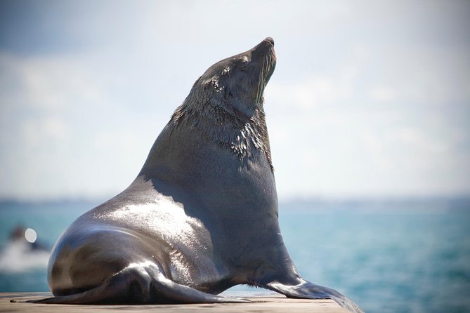 90 minute wildlife and scenic cruise - Crossing the Rip of Port Phillip Bay