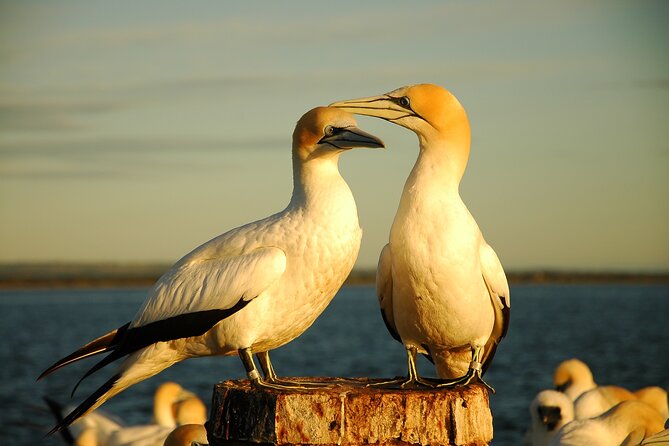 90 minute wildlife and scenic cruise - Gannets and the seabird colony