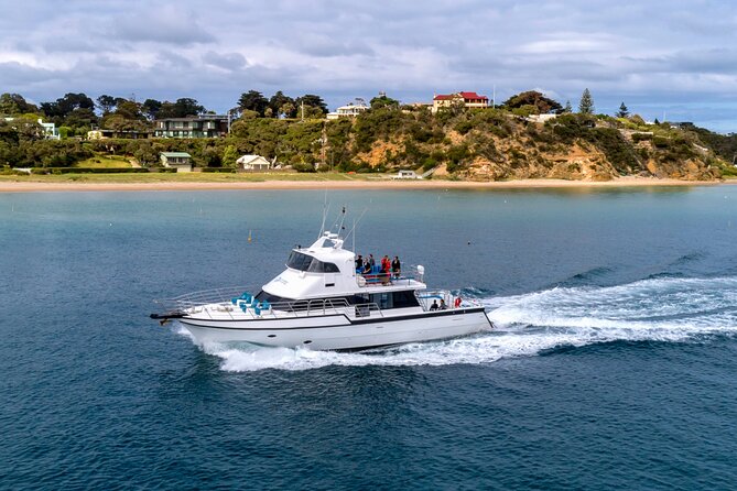 90 minute wildlife and scenic cruise - Whales, albatross and the limits of luck