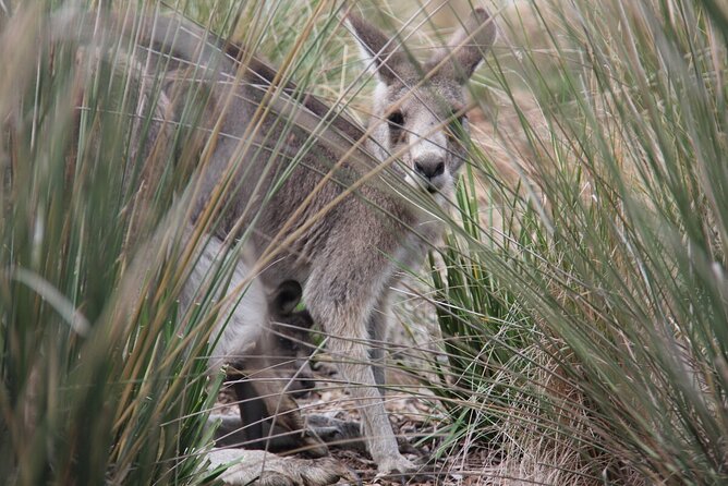 Australian Experience at Werribee Open Range Zoo - excl. entry - Meeting Australia’s animals at Werribee