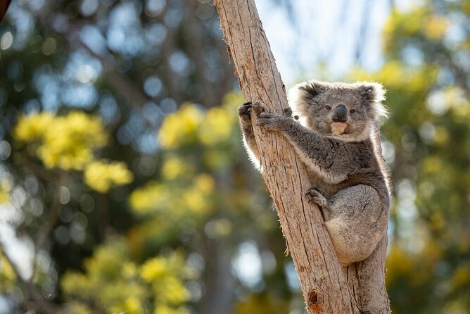Australian Experience at Werribee Open Range Zoo - excl. entry - What the guide adds to the Australian Trail