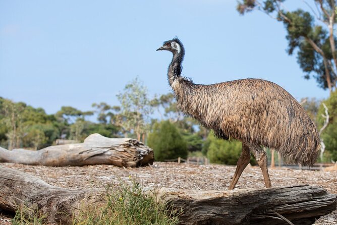Australian Experience at Werribee Open Range Zoo - excl. entry - Meeting the kangaroo mob
