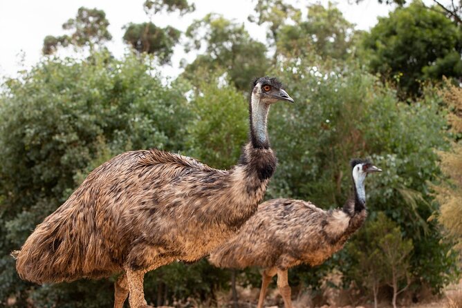 Australian Experience at Werribee Open Range Zoo - excl. entry - The value of adding this to your zoo admission