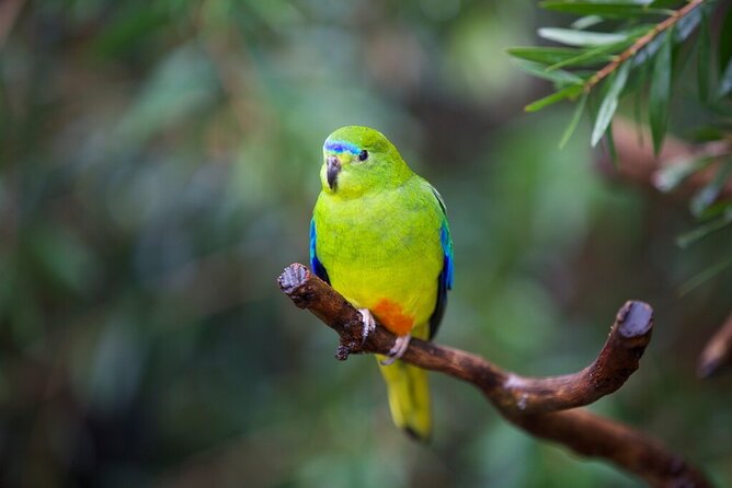 Australian Experience at Werribee Open Range Zoo - excl. entry - Why the 30-minute length can work well