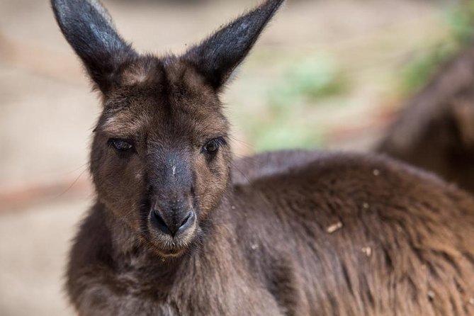 Australian Wildlife Tour at Melbourne Zoo Ticket - excl. entry - Inside the wombat burrow