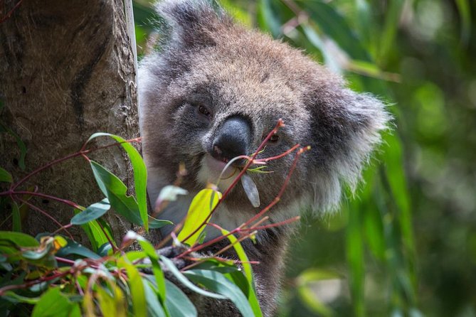 Australian Wildlife Tour at Melbourne Zoo Ticket - excl. entry - Native colour and sound inside the Great Flight Aviary