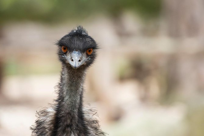 Australian Wildlife Tour at Melbourne Zoo Ticket - excl. entry - Kangaroos and emus, including the morning feed