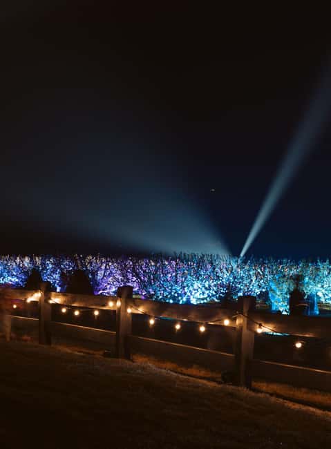 Blossom by Light at CherryHill - Key points to know before you go