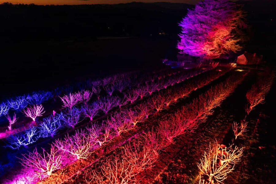 Blossom by Light at CherryHill - Why the cherry blossoms look different after dark