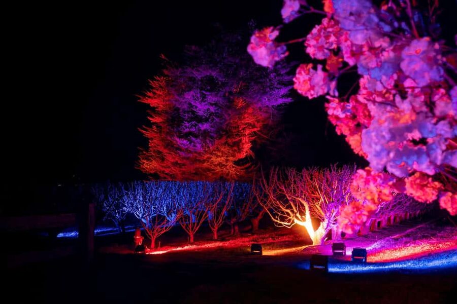Blossom by Light at CherryHill - Walking through the illuminated orchard