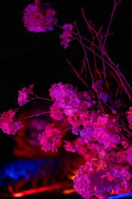Blossom by Light at CherryHill - Lawn games give families a break from the lights