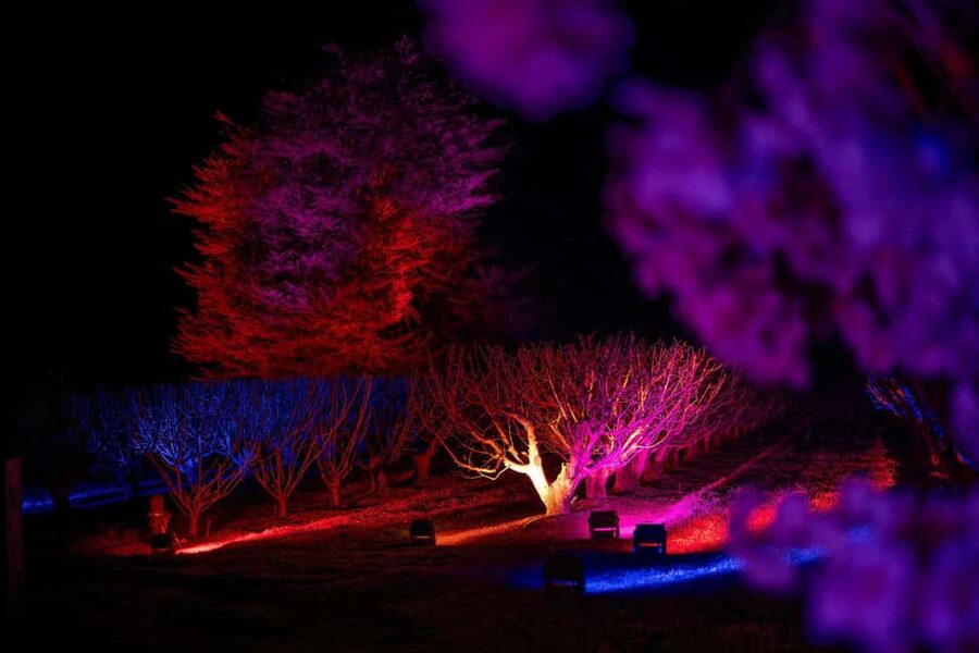 Blossom by Light at CherryHill - Who will enjoy Blossom by Light most