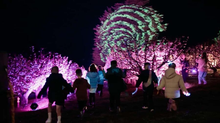Blossom by Light at CherryHill - Arriving at Wandin East before sunset