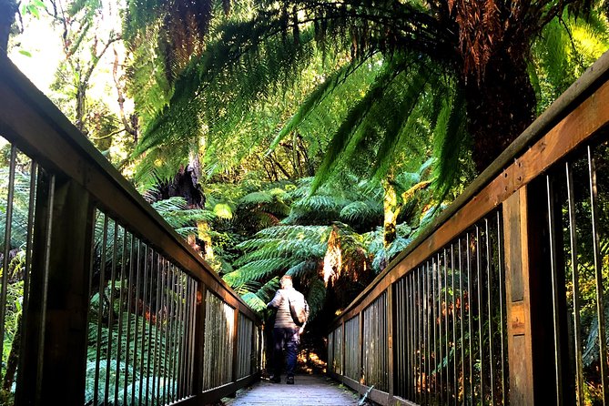 Boutique Great Ocean Road, wildlife and Rainforest Experience - What the Mercedes and small group change