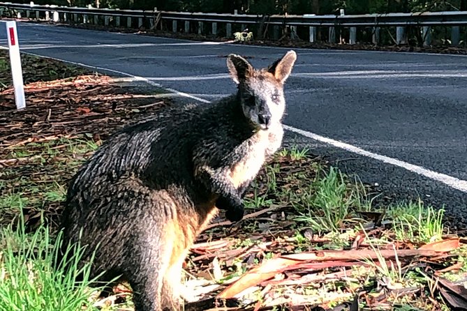 Boutique Great Ocean Road, wildlife and Rainforest Experience - Lorne, koalas, and the moving search for wildlife