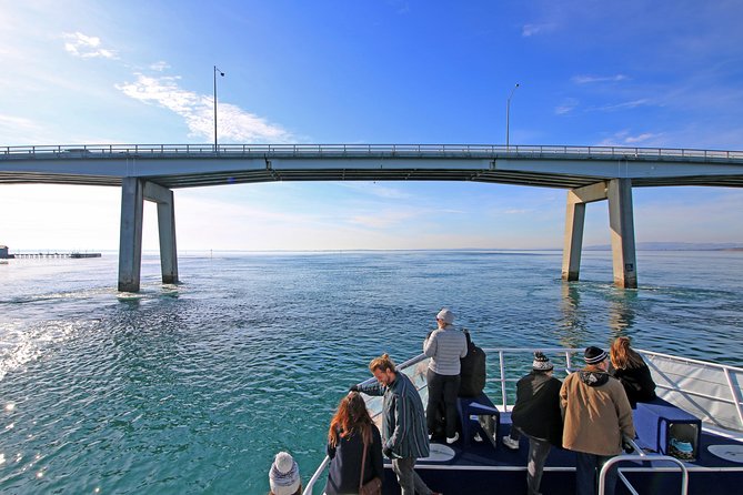 Cape Woolamai Sightseeing Cruise from San Remo - Key points before you board