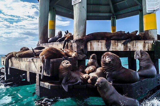 Cape Woolamai Sightseeing Cruise from San Remo - Wildlife watching without promises