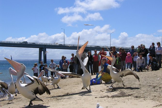 Cape Woolamai Sightseeing Cruise from San Remo - Commentary that gives the coast meaning