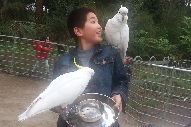 Custom Private Day Tour Melbourne to all surrounding areas for up to 11 people - Phillip Island brings a wildlife focus